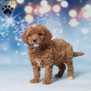 Suzy, Mini Goldendoodle Puppy